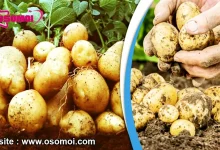 আলু চাষের পদ্ধতি