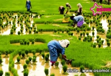 আমন ধান চাষ পদ্ধতি